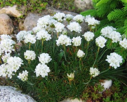 Армерия приморская Альба (Armeria maritima Alba) Армерия приморская Альба (Armeria maritima Alba)
