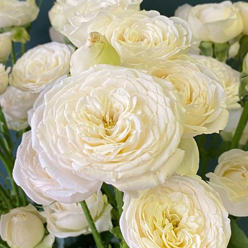 роза Вайт Йо-Йо