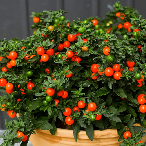 Паслен ложноперечный 