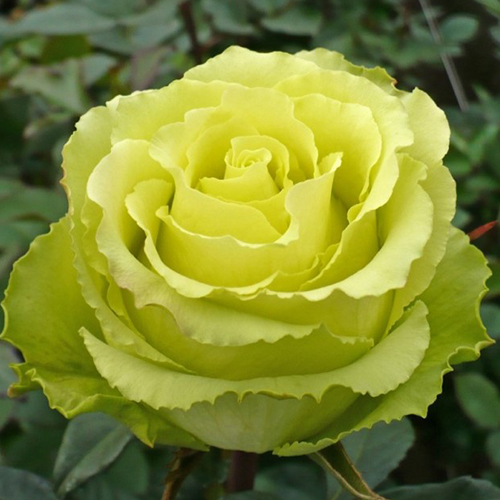 роза Доллар