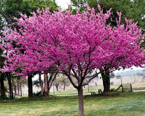 Церцис канадский (Cercis canadensis) Церцис канадский (Cercis canadensis)