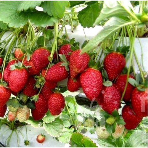 Клубника Мальга