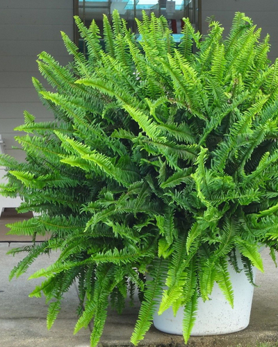 Нефролепис Эксальтата (Nephrolepis Exaltata)