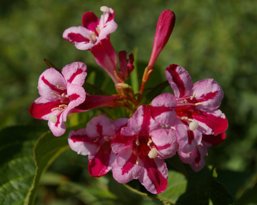 Вейгела цветущая Глория (Weigela florida Gloria)