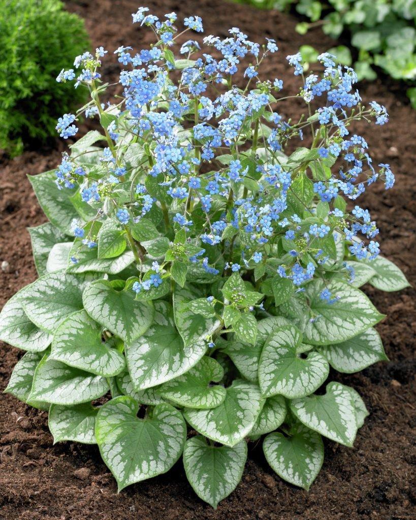 Bergenia macrophylla Emerald Mist