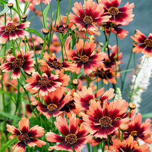 Кореопсис Коралл Пустыни (Desert Coral)