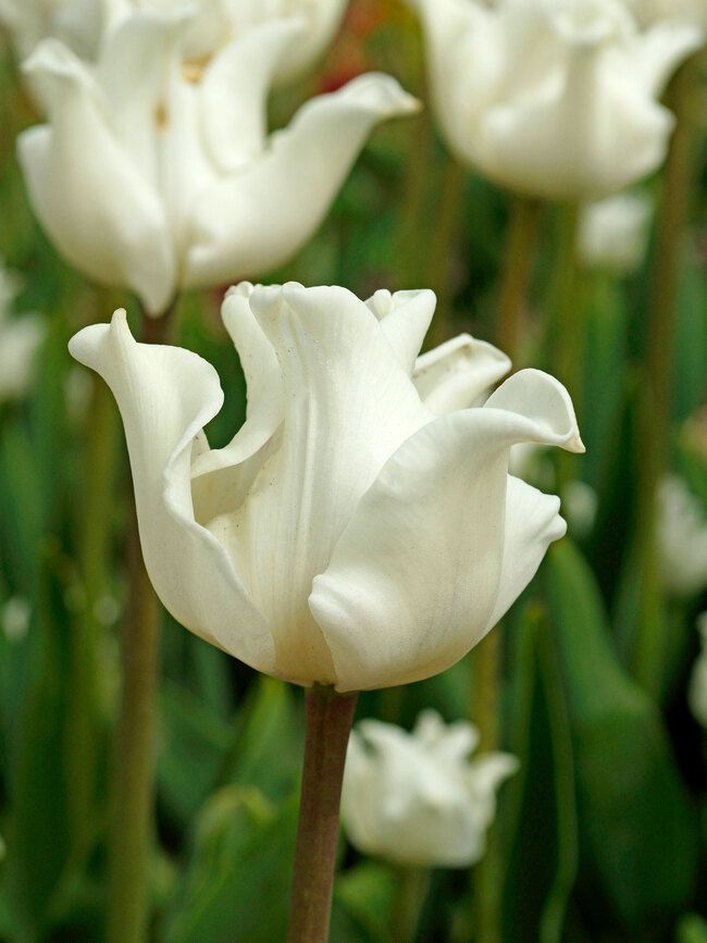 Тюльпан Crown White Liberstar