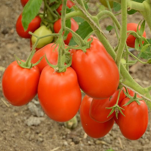 Томат Рокер