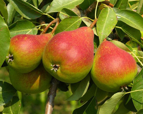 Груша Любимица Клаппа