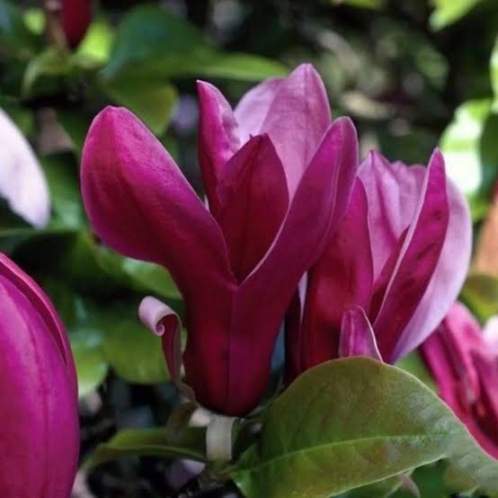 Магнолия лилиецветная Нигра (Magnolia liliiflora Nigra)