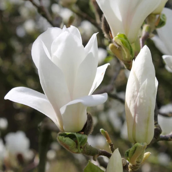 Магнолия суланжа Альба Суперба (Magnolia soulangeana Alba Superba)