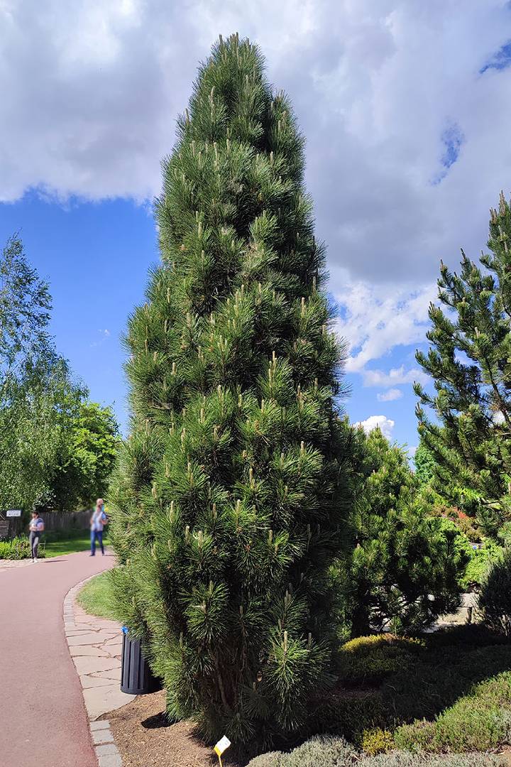 Сосна черная Фастигиата