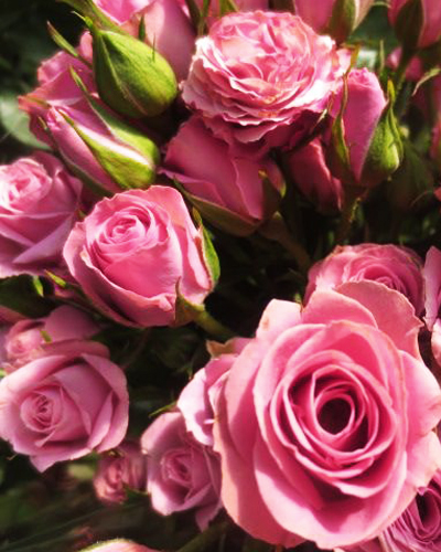 роза Сильвер Белл (Silver Bell)