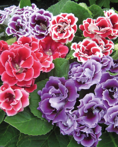 Глоксиния Брокаде Гем  (Gloxinia Brocade)