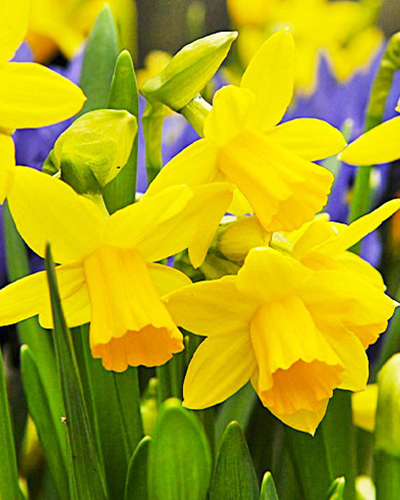 Нарцисс miniature Tet-a-Tet