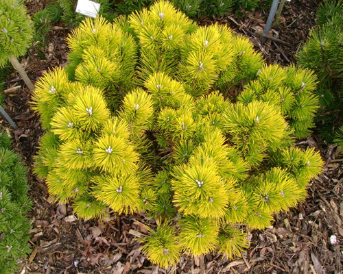 Сосна горная Голден Глоу (Pinus mugo Golden Glow)