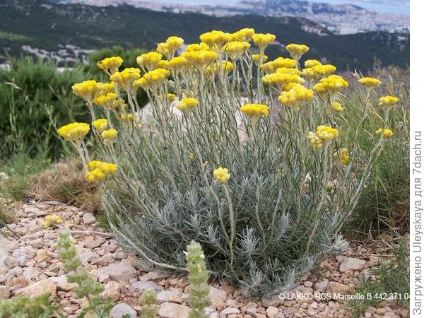 Цмин песчаный (Бессмертник)