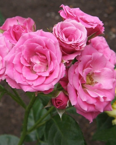 роза Лавли Лидия (Lovely Lydia®) роза Лавли Лидия (Lovely Lydia®)