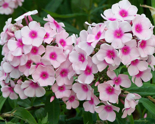 Флокс метельчатый Киевский (Phlox paniculata Kievskij)
