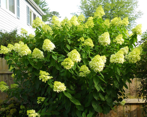 Гортензия метельчатая Лаймлайт (Hydrangea paniculata Limelight) Гортензия метельчатая Лаймлайт (Hydrangea paniculata Limelight)