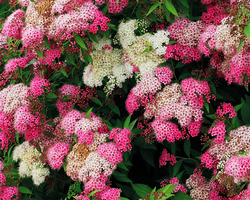 Спирея японская Широбана (Spirea japonica Shirobana)