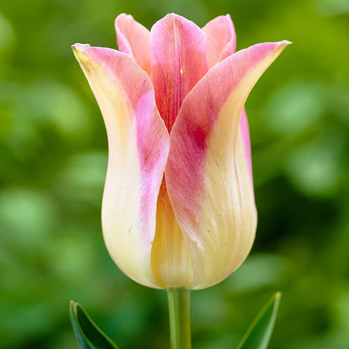 Тюльпан Lily-flowered Elegant Lady