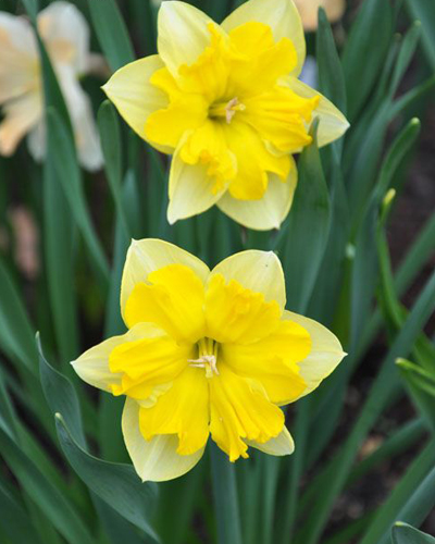 Нарцисс Split Chanterelle