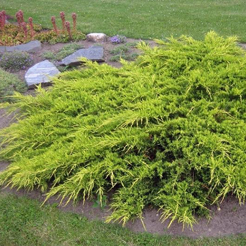 Можжевельник средний Мордиган Голд (Juniperus media Mordigan Gold)