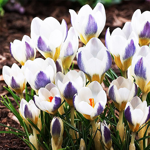 Крокус ботанический Блю Бёрд Крокус ботанический Блю Бёрд