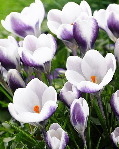 Крокус botanical Prince Claus Крокус botanical Prince Claus