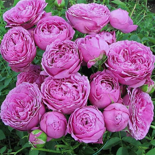 роза Мисти Бабблс (Misty Bubbles)