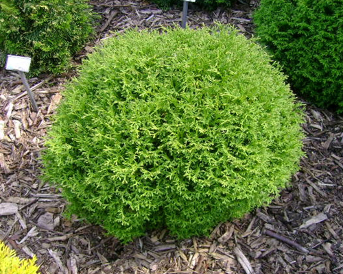 Туя западная Хозери (Thuja occidentalis Hoseri)
