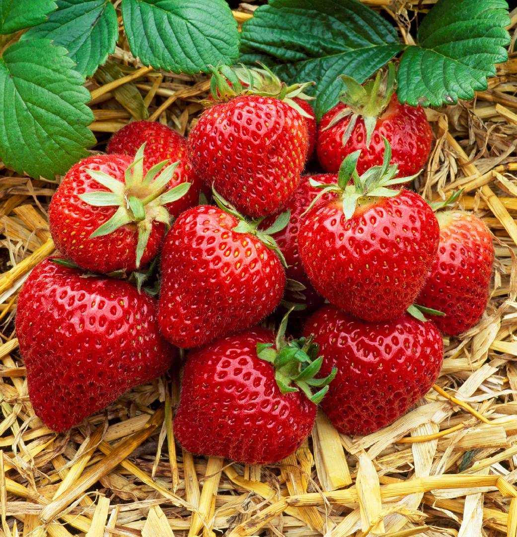 Strawberry_Florence_0013464__56234