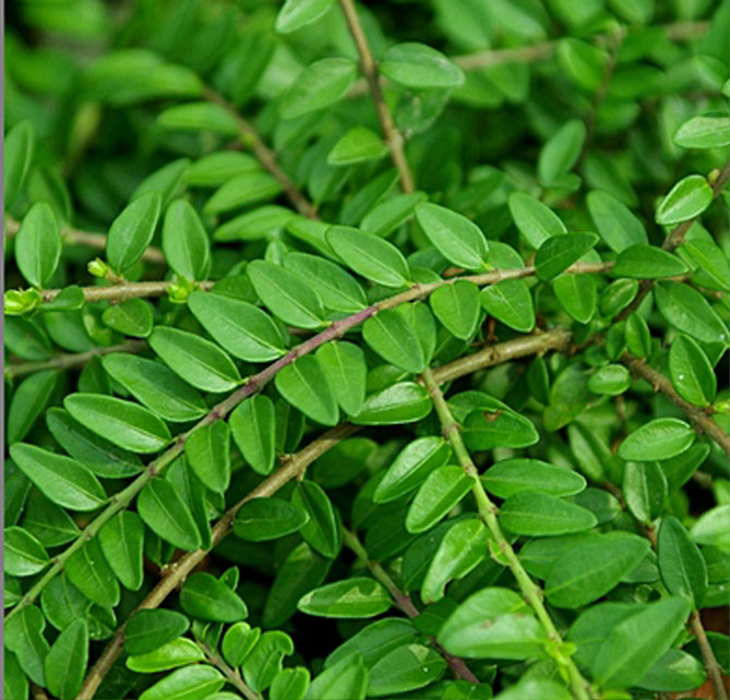 Lonicera pileata