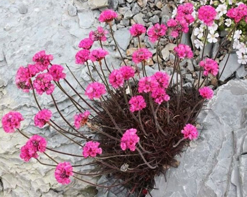 Армерия приморская Рубрифолия (Armeria maritima Rubrifolia) Армерия приморская Рубрифолия (Armeria maritima Rubrifolia)