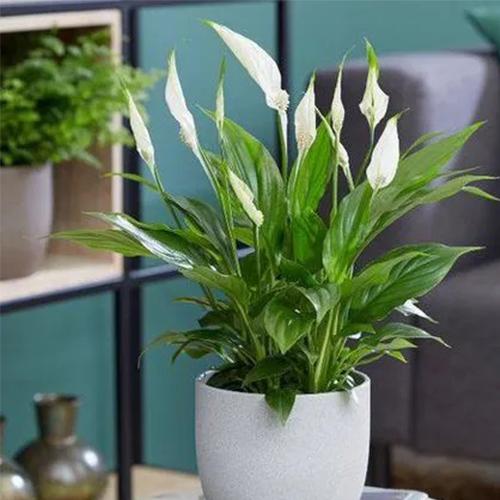 Спатифиллум Ромео Купидо