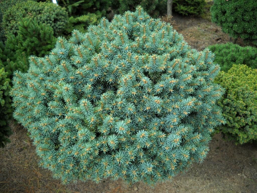 Picea pungens Brynek