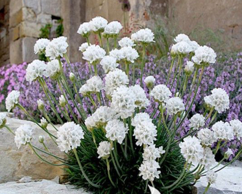 Армерия приморская Морнинг Стар Вайт (Armeria maritimа Morning Star White) Армерия приморская Морнинг Стар Вайт (Armeria maritimа Morning Star White)