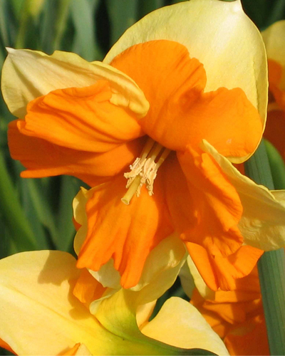 Нарцисс Split Centanness 