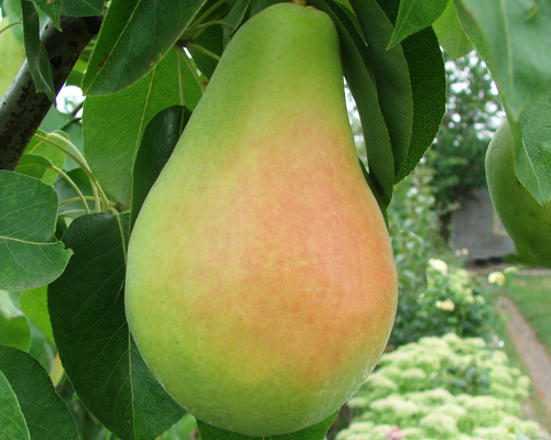 Груша Санта Мария