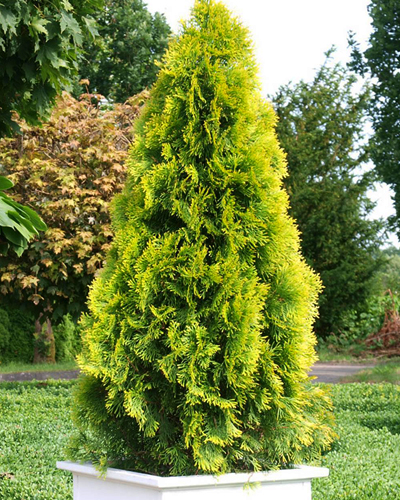Туя западная Голден Смарагд/Джанет Голд (Thuja occidentalis Golden Smaragd (Janed Gold)