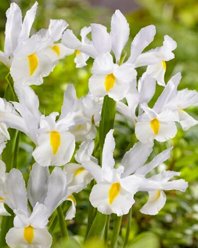 Ирис hollandica White