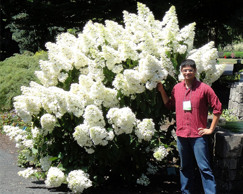 Гортензия метельчатая Полар Бир (Hydrangea paniculata Polar Bear) Гортензия метельчатая Полар Бир (Hydrangea paniculata Polar Bear)