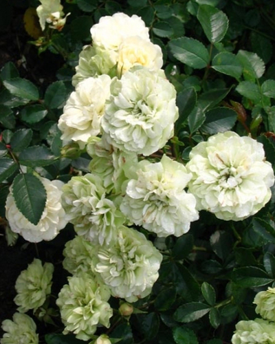 роза Грин Айс (Green Ice) роза Грин Айс (Green Ice)