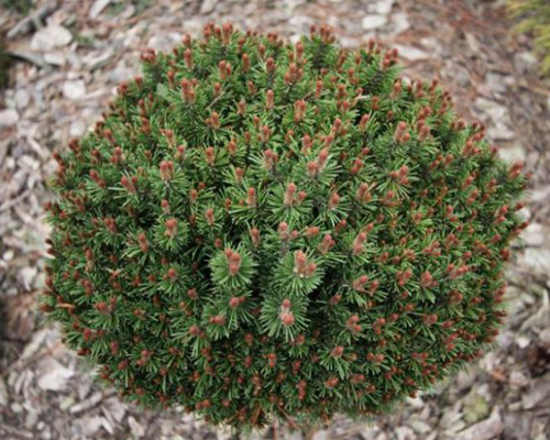 Сосна горная Костельничек (Pinus mugo Kostelnicek)