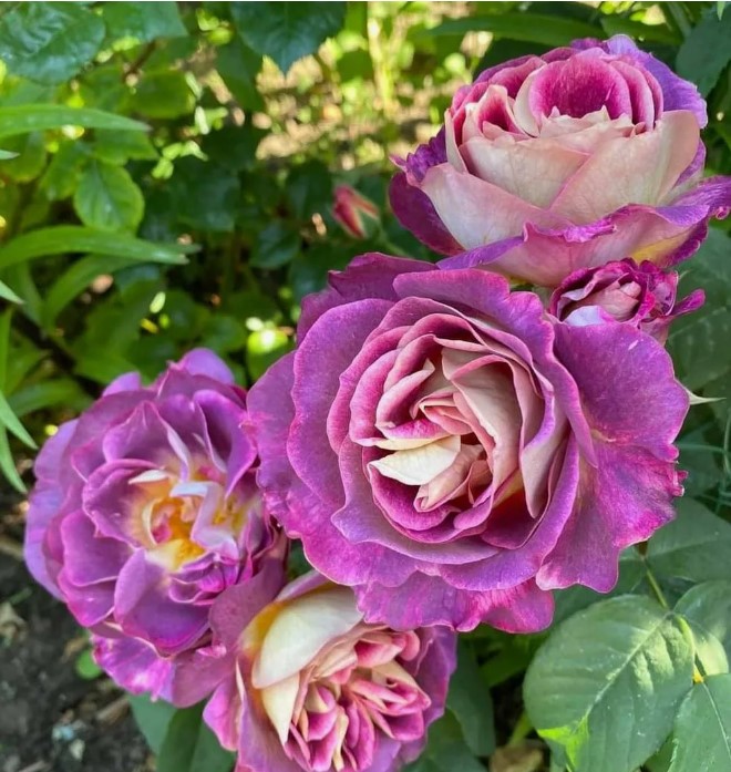 роза Морской Дьявол (Diabless de Mers)