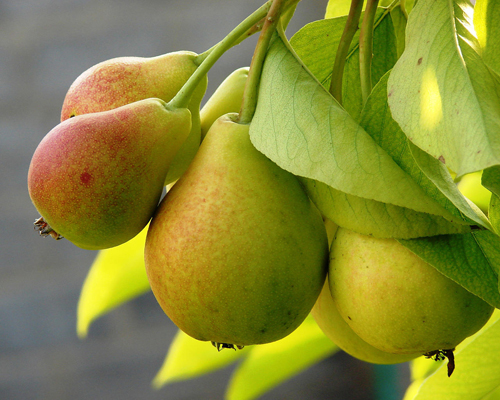 Груша Грация