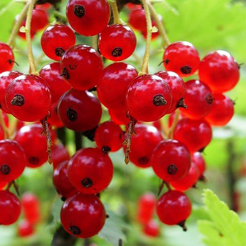 Смородина красная Осиповская