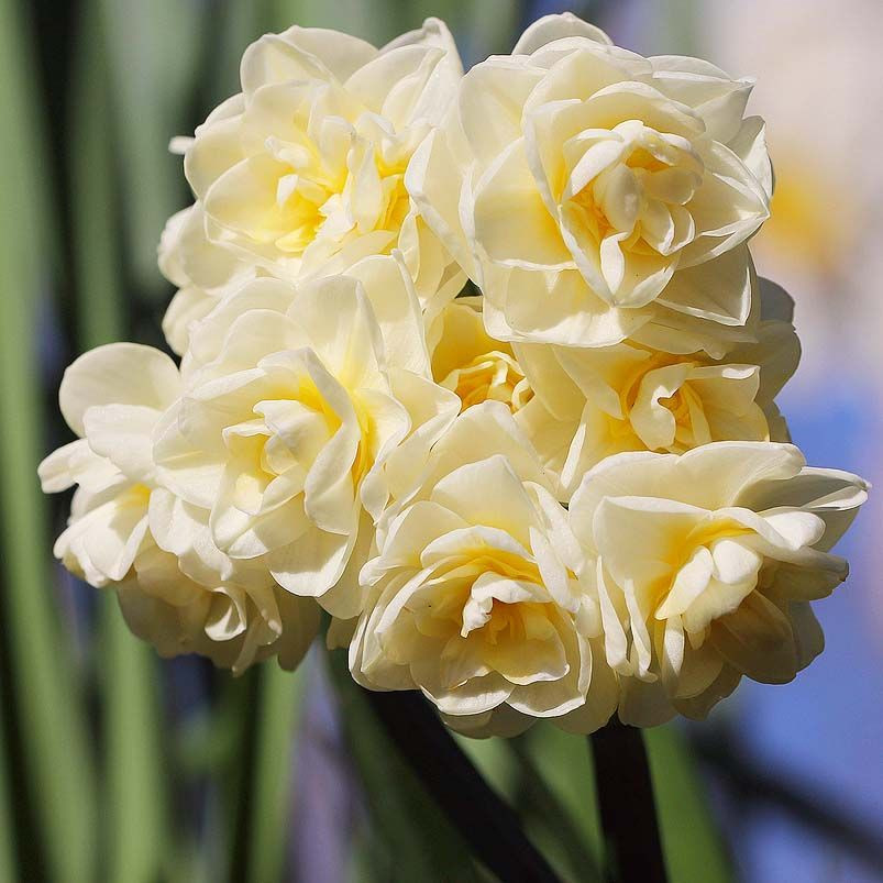 Нарцисс Tazetta Erlicheer