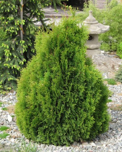 Туя западная Мики (Thuja occidentalis Miky)
